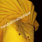 New arrival Sweet Yellow fan auto-gele made with Nigerian woven  aso-oke. Nigeria  gele Party ready in less than 5 minutes. One size fit, easy adjustment at the back